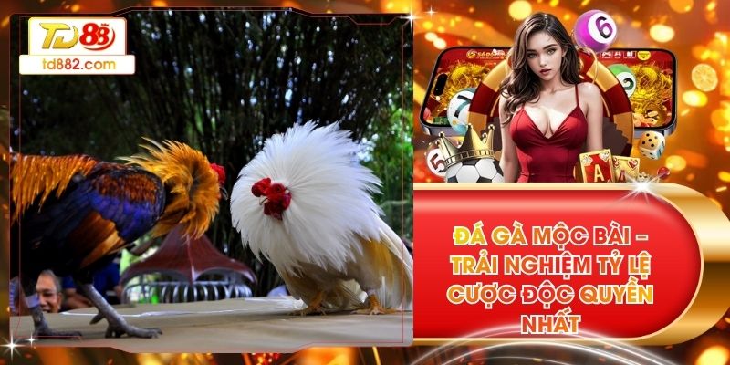 Đá Gà Mộc Bài – Trải Nghiệm Tỷ Lệ Cược Độc Quyền Nhất