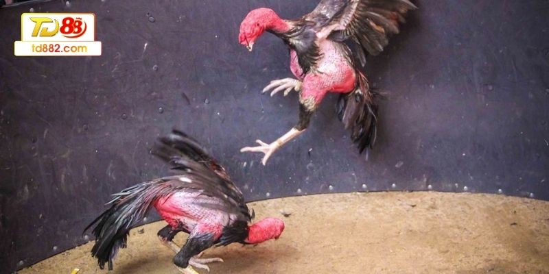 Bổ sung vitamin và khoáng chất từ thực phẩm dinh dưỡng