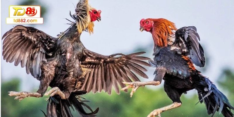 Đá gà mộc bài là gì? Giải thích chi tiết