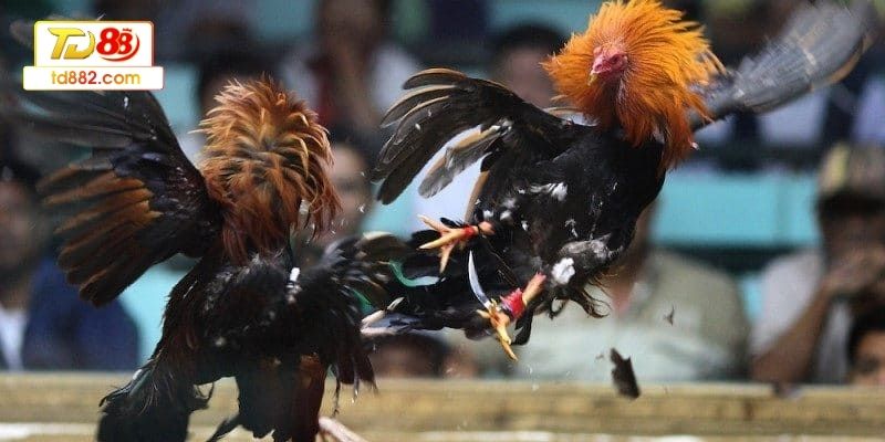 Kinh nghiệm chơi đá gà quan sát đối thủ để phân tích lối chơi