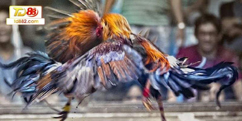 Phương pháp tính thắng thua nhanh và chuẩn xác