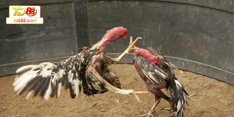 Tâm lý ổn định và tập trung giúp chơi hiệu quả